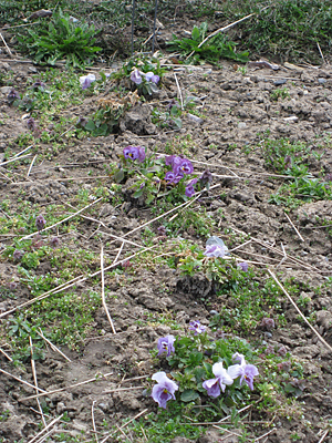 pansy unmulched